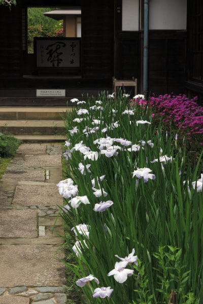 平成28年(2016年)5月31日、海蔵寺の花菖蒲。