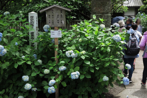 平成28年(2016年)5月31日、明月院のあじさい。