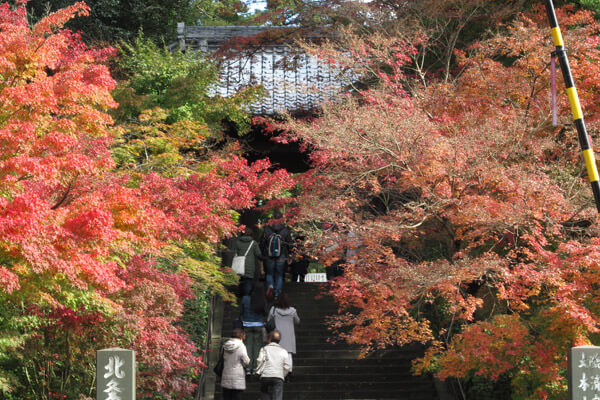 平成28年(2016年)11月25日、円覚寺の紅葉。