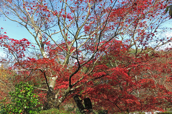平成28年(2016年)11月25日、源氏山の紅葉。