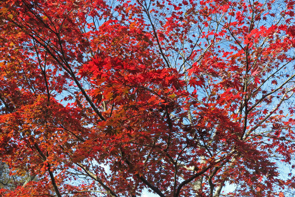 平成28年(2016年)11月25日、源氏山の紅葉。