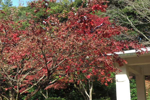 平成28年(2016年)11月25日、源氏山の紅葉。