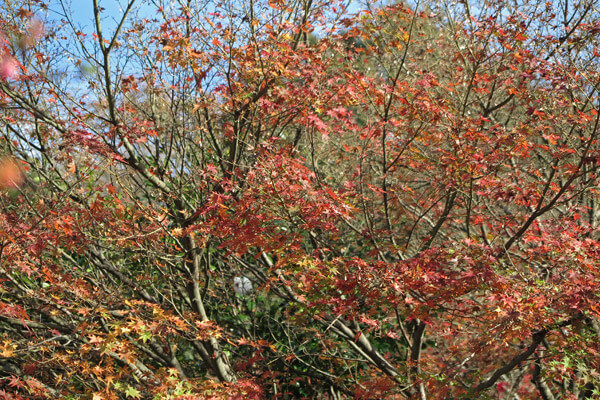 平成28年(2016年)11月25日、源氏山の紅葉。