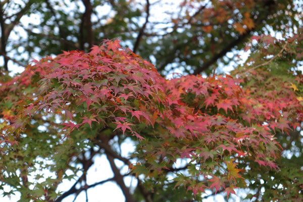 平成28年(2016年)11月25日、源氏山の紅葉。