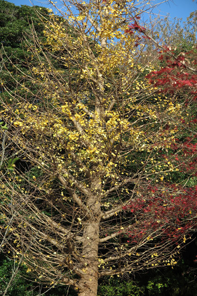 平成28年(2016年)11月25日、源氏山の紅葉。