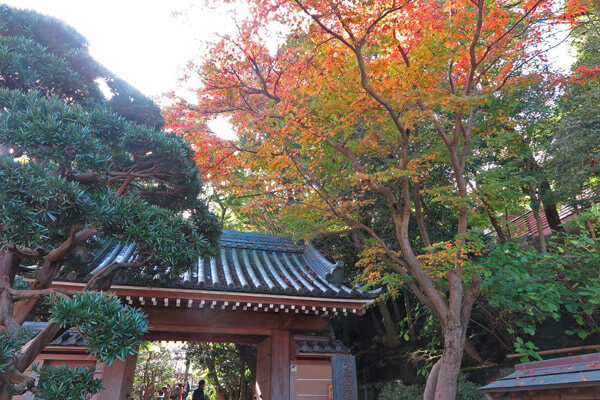 平成28年(2016年)11月25日、報国寺の紅葉。