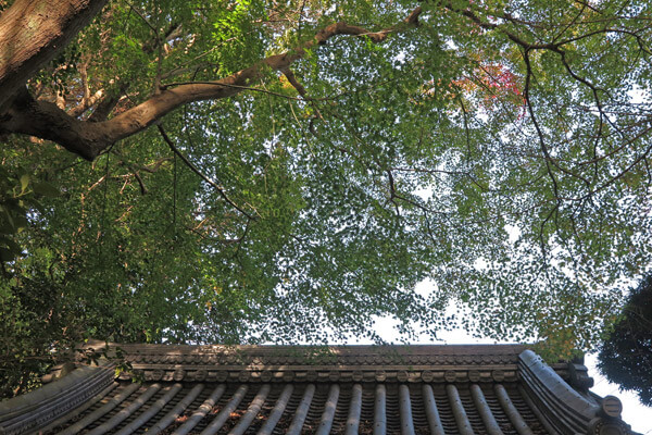 平成28年(2016年)11月25日、報国寺の紅葉。