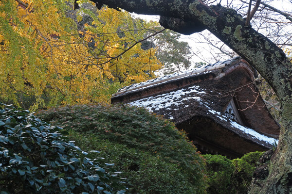 平成28年(2016年)11月25日、報国寺の紅葉。