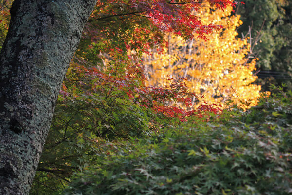 平成28年(2016年)11月25日、報国寺の紅葉。