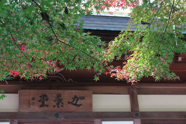 平成28年(2016年)11月25日、報国寺の紅葉。