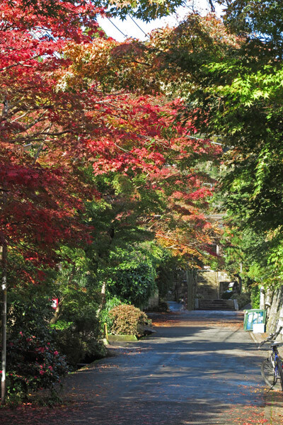 平成28年(2016年)11月25日、海蔵寺参道の紅葉。