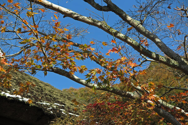 平成28年(2016年)11月25日、海蔵寺の紅葉。