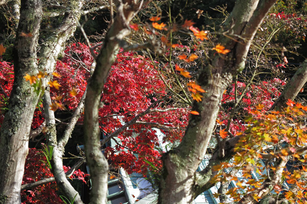 平成28年(2016年)11月25日、海蔵寺の紅葉。