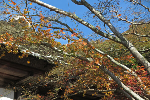 平成28年(2016年)11月25日、海蔵寺の紅葉。