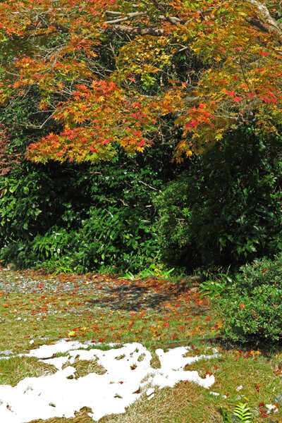 平成28年(2016年)11月25日、海蔵寺参道の紅葉。