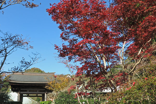 平成28年(2016年)11月25日、海蔵寺の紅葉。