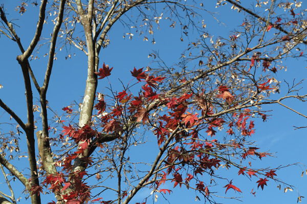平成28年(2016年)11月25日、海蔵寺の紅葉。