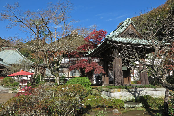 平成28年(2016年)11月25日、海蔵寺の紅葉。