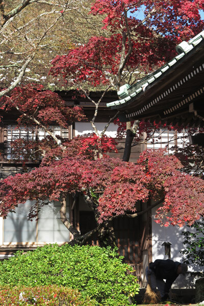 平成28年(2016年)11月25日、海蔵寺の紅葉。
