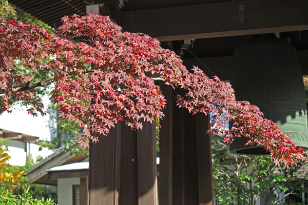 平成28年(2016年)11月25日、海蔵寺の紅葉。
