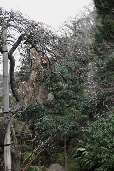 平成29年(2017年)2月24日、報国寺の梅。こちらの枝垂梅は花つきが悪いように見えました。