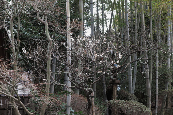 平成29年(2017年)2月24日、報国寺の梅。