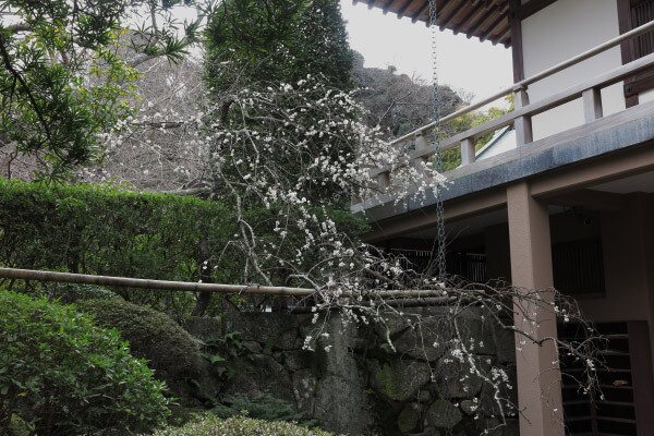 平成29年(2017年)2月24日、報国寺の梅。迦葉堂前にあるこの枝垂梅はよく咲いていました。