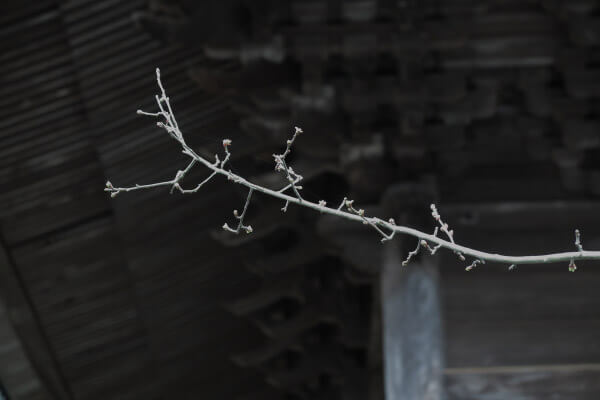 平成29年(2017年)2月24日、妙本寺、祖師堂前の海棠。