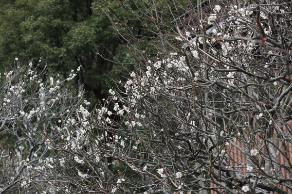平成29年(2017年)2月24日、妙本寺、日蓮像足元の梅。