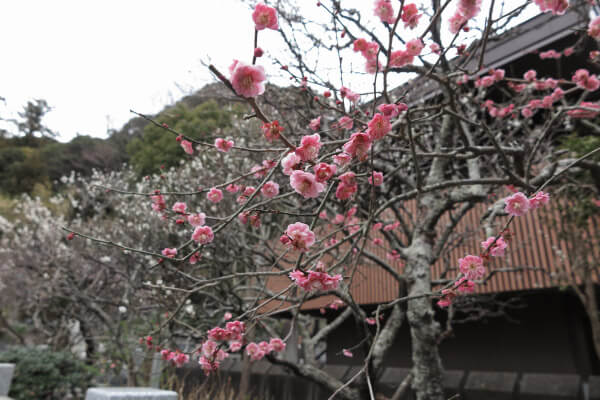 平成29年(2017年)2月24日、妙本寺、日蓮像足元の梅。