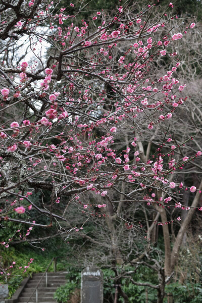 平成29年(2017年)2月24日、妙本寺、祖師堂左手の梅。