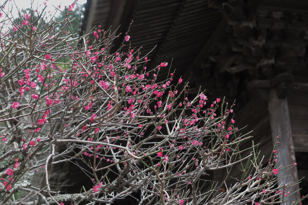 平成29年(2017年)2月24日、妙本寺、祖師堂左手の梅。
