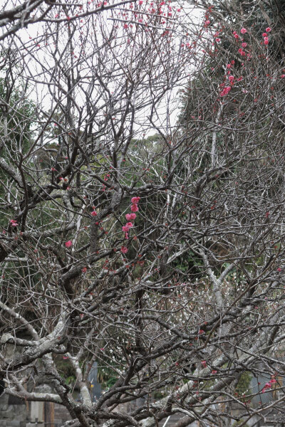 平成29年(2017年)2月24日、妙本寺、祖師堂左手の梅。