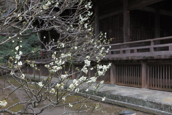 平成29年(2017年)2月24日、妙本寺、祖師堂左手の梅。