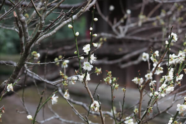 平成29年(2017年)2月24日、妙本寺、祖師堂左手の梅。