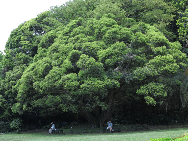 鎌倉文学館(旧前田侯爵家別邸)のスダジイ。