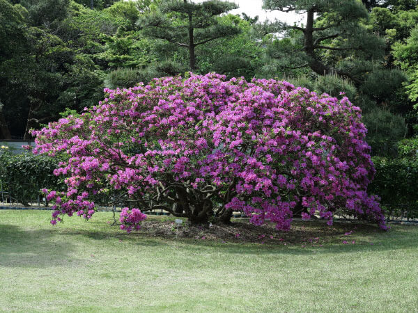 鎌倉文学館(旧前田侯爵家別邸)の大紫躑躅(ツツジ)。