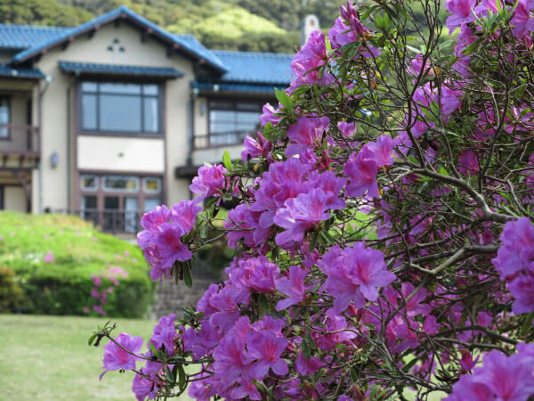 鎌倉文学館(旧前田侯爵家別邸)の大紫躑躅(ツツジ)。