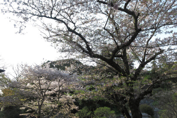 平成29年(2017年)4月13日、午後4時頃の妙本寺。