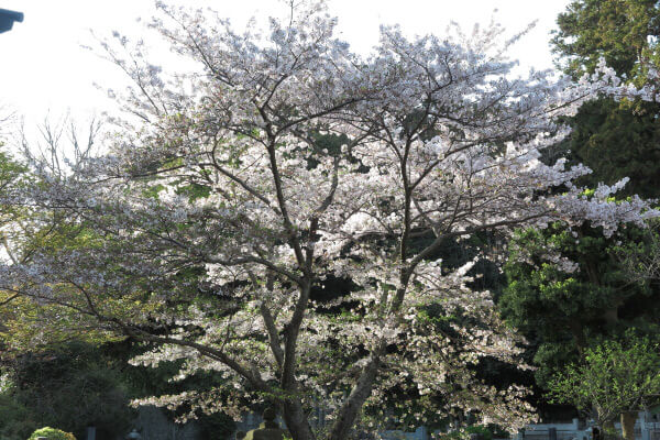 平成29年(2017年)4月13日、午後4時頃の妙本寺。