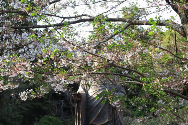 平成29年(2017年)4月13日、午後4時頃の妙本寺。