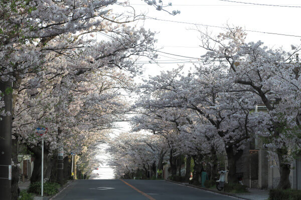 平成29年(2017年)4月13日、午後4時頃。ハイランドの桜。