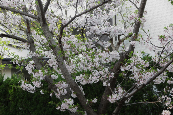平成29年(2017年)4月13日、午後4時頃。ハイランドの桜。