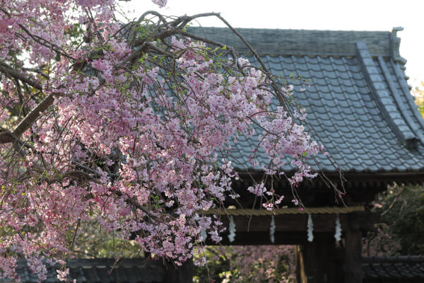 平成29年(2017年)4月13日、午後4時頃の長勝寺。