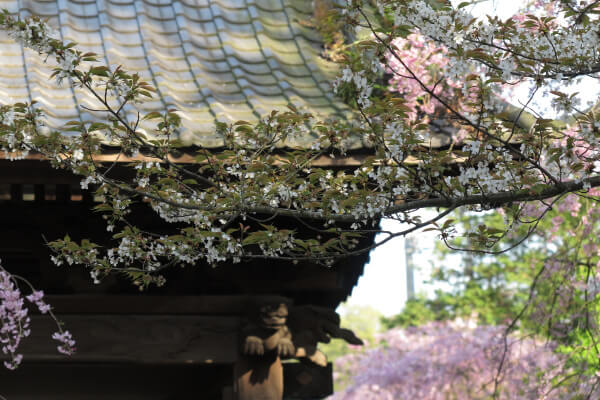 平成29年(2017年)4月13日、午後4時頃の長勝寺。