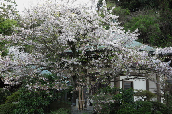 平成29年(2017年)4月13日、午後4時頃の長勝寺。