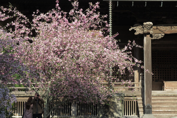 平成29年(2017年)4月13日、午後4時頃の妙本寺。海棠です。