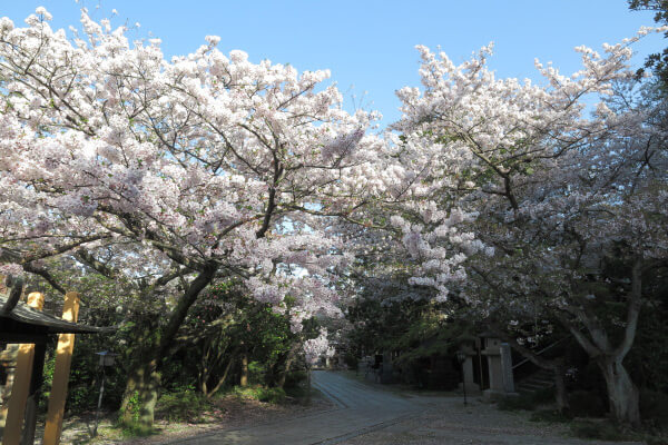 平成29年(2017年)4月13日、午後4時頃の長勝寺。