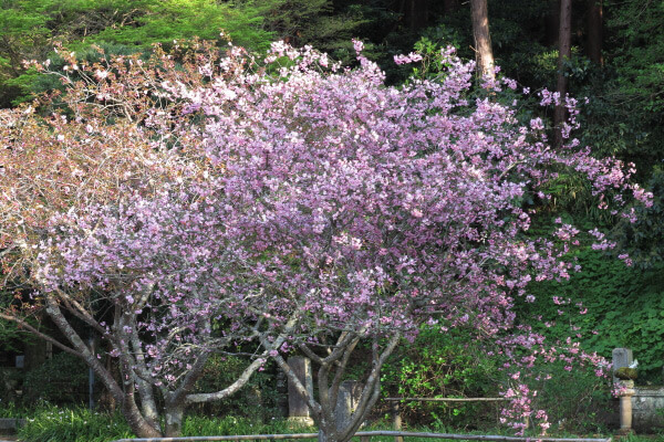 平成29年(2017年)4月13日、午後4時頃の妙本寺。海棠です。