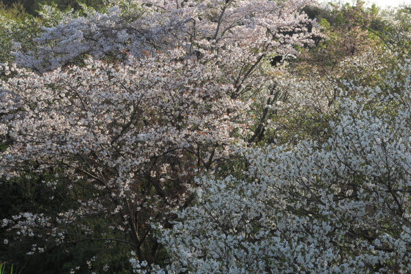 平成29年(2017年)4月13日、午後4時頃。ハイランドを上がりきった、名越切通口付近の公園。